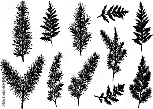 Tree outdoor travel black silhouette coniferous natural badges, tops pine spruce branch cedar and plant leaf abstract stem drawing vector illustration