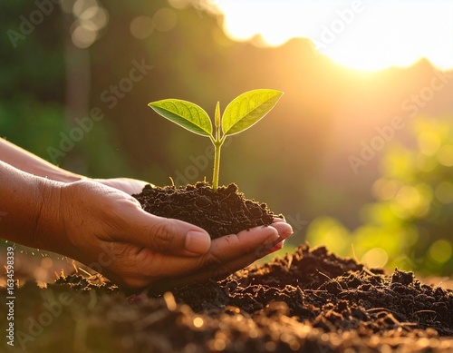 Wallpaper Mural Hands Holding a Young Plant with Soil at Sunset Torontodigital.ca