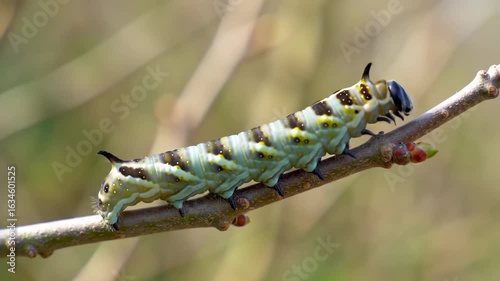 Caterpillar on a branch