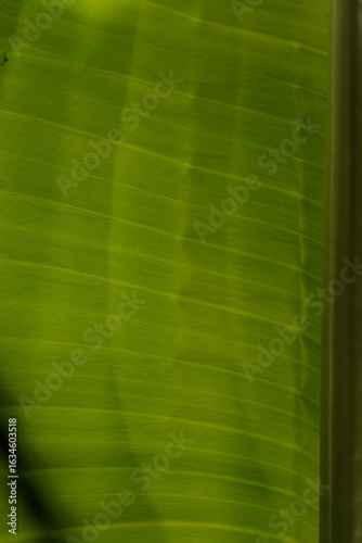 High-resolution image of a ...