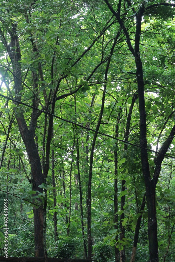 Fototapeta premium Tall Green Trees in Tropical Forest View of tall green trees in a tropical forest with sunlight filtering through, perfect for nature and eco-tourism themes.