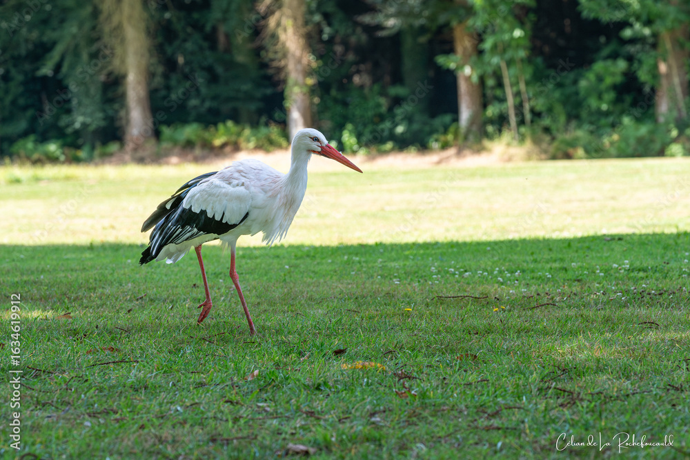 Obraz premium Cigogne