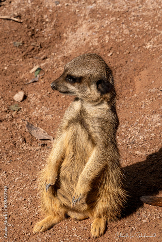 Suricate