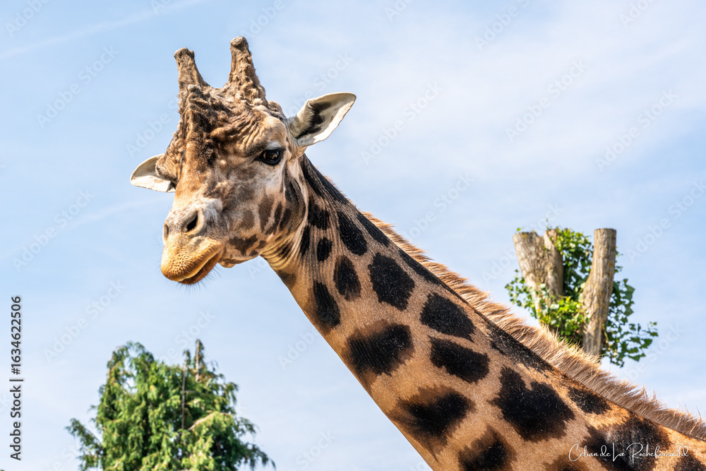 Fototapeta premium Portrait de girafe