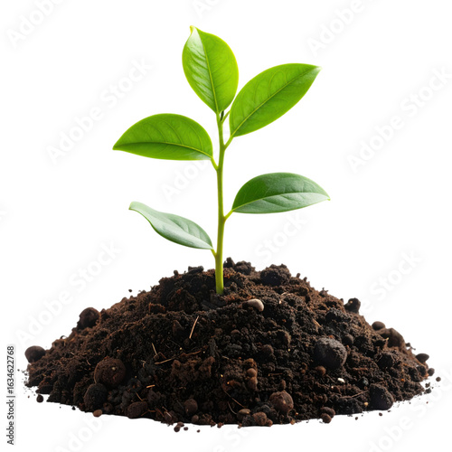 A small green plant with vibrant leaves growing from rich, dark soil.