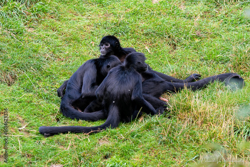 Conciliabule de singe