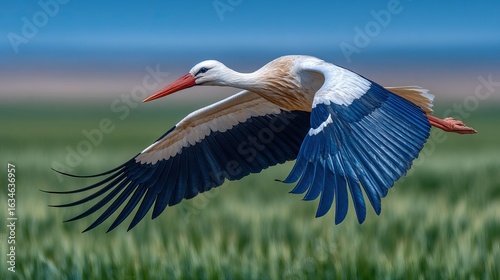 Flying White Stork Bird Over a Green Field in Sunny Environment