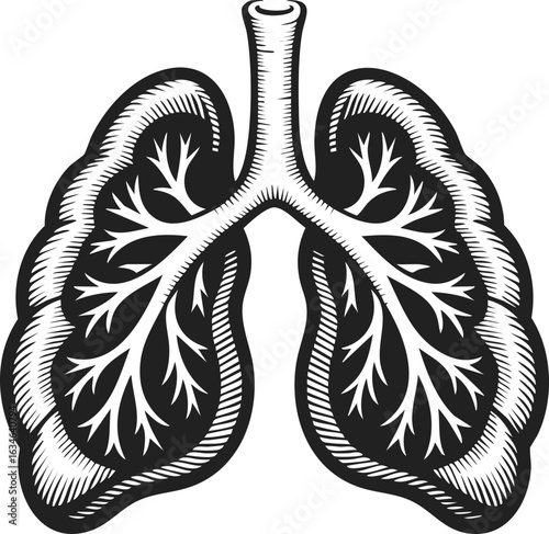 Lung illustration, human respiratory organ, anatomical design, bronchial structure, health and wellness symbol