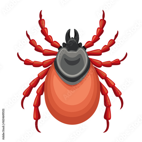 Tick beetle vector color illustration. Detailed image of parasite on isolated background.