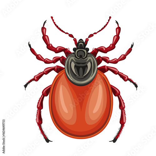 Tick beetle vector color illustration. Detailed image of parasite on isolated background.