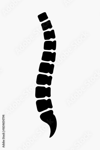 Human Spine Silhouette Illustration Health and Medical Concept Anatomical Backbone Structure Spinal Column Anatomy with Vertebrae and Sacrum Detailed View