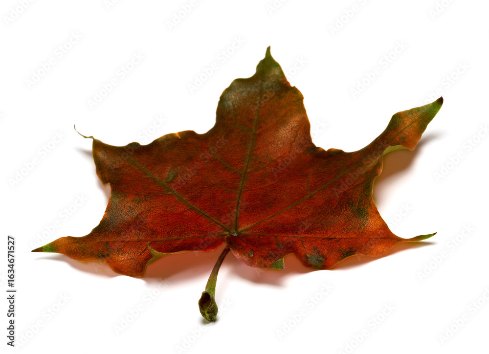 Naklejka premium Brown dry autumnal maple leaf