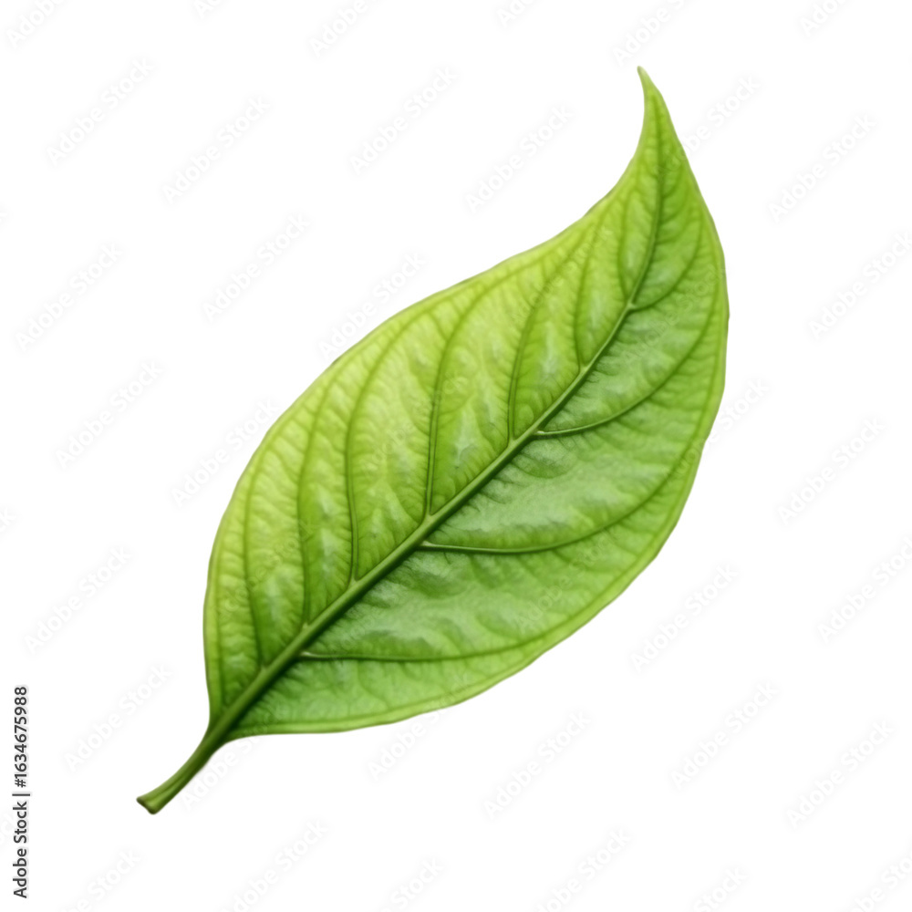 Fototapeta premium Green tea leaf isolated on white or transparent background