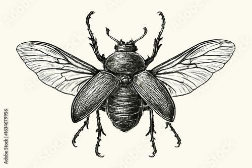 Detailed drawing of a beetle with its wings spread, showcasing its anatomy and intricate details.