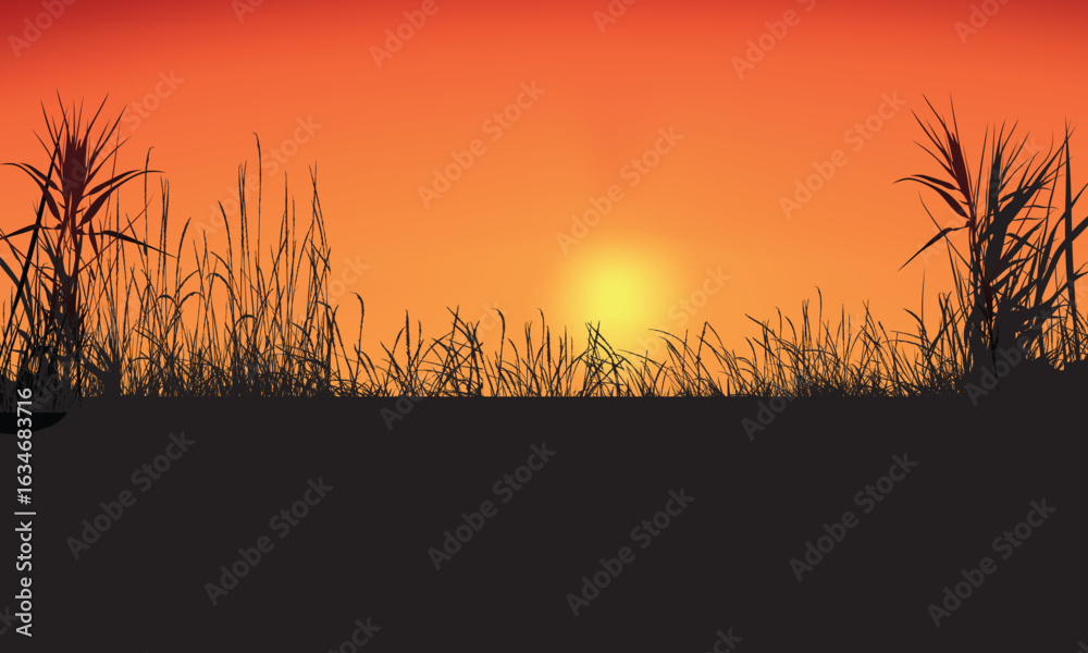 Obraz premium Tall grass field in silhouette against a vivid orange sunset