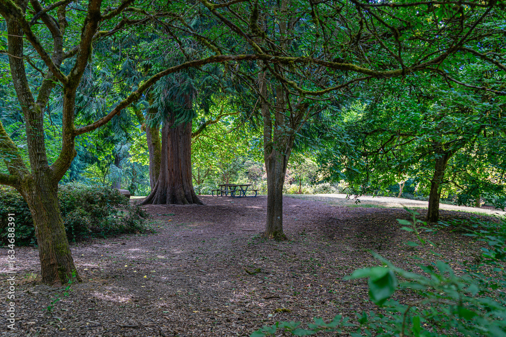 Naklejka premium Park Arboeretum Trees