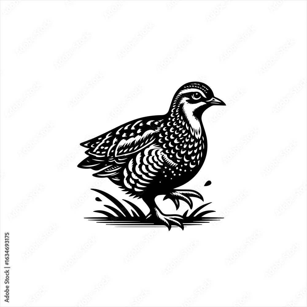 Fototapeta premium Black and white quail illustration