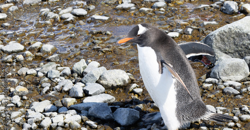 Φωτογραφία Penguin on the shore of Antarctica