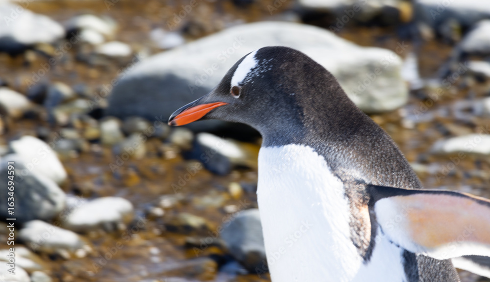 Fototapeta premium Penguin on the shore of Antarctica