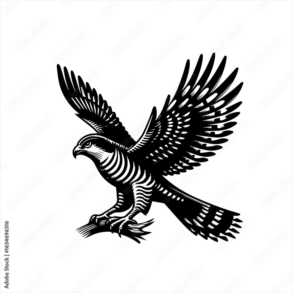 Obraz premium Hawk in flight isolated on white