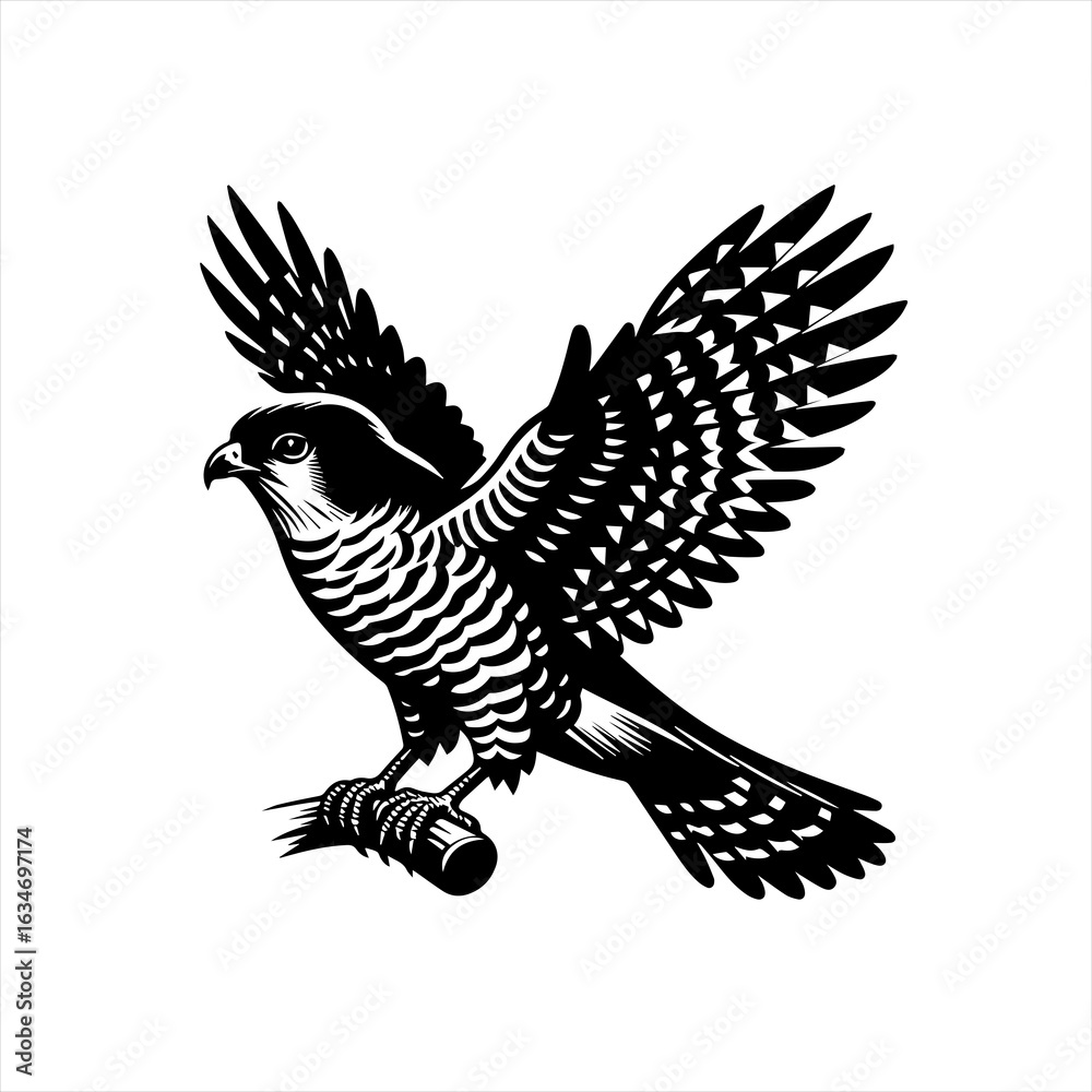 Fototapeta premium Falcon in flight