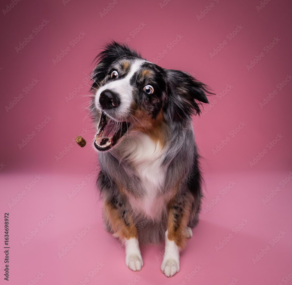 Fototapeta premium australian shepherd
