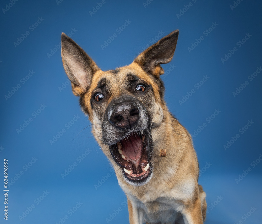 Fototapeta premium german shepherd dog