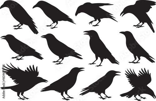 Set of black crow and raven silhouettes. Vector illustration collection of birds in various poses including flying and standing.