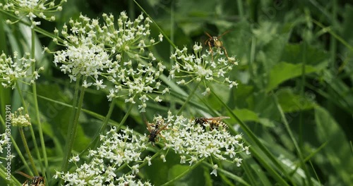 (Polistes dominula) A colony of European paper wasp feeding pollen on flowers in umbels of wild angelica (Angelica sylvestris)
