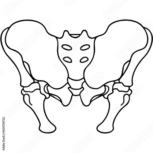 Anatomical Outline of the Pelvis Bone for Medical Education, Anatomy Blogs, Health Awareness, and Educational Resources