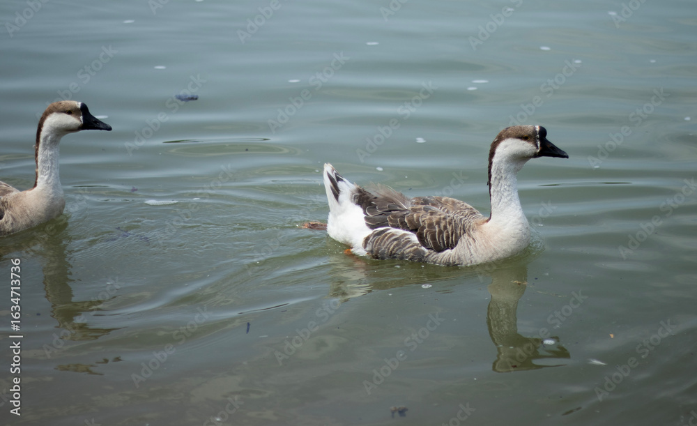 Fototapeta premium Two geese float side by side in shallow lake water, their brown and white plumage softly illuminated by sunlight. Gentle ripples spread across the surface, and the pebbled shoreline beneath the wate