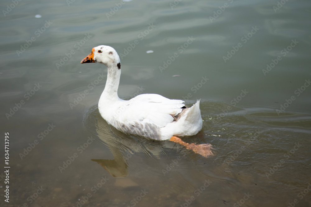 Fototapeta premium A white domestic goose swims gracefully on a calm lake, creating small ripples behind it. The sunlight reflects softly on the bird’s feathers, highlighting subtle orange markings on its beak and feet