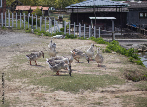 Quadro su tela A group of geese gathers on a patch of grass beside a lakeside pier, pecking at the ground for food
