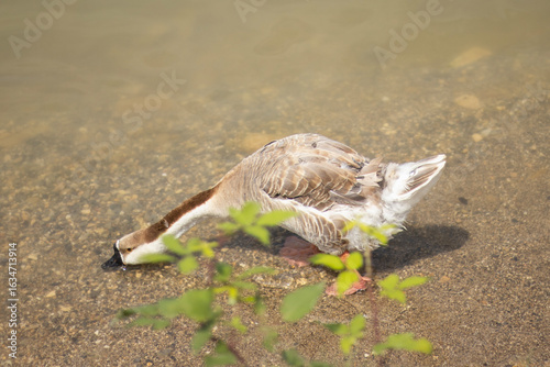 Canvastavla A goose dips its head underwater while feeding in the shallows near the shoreline