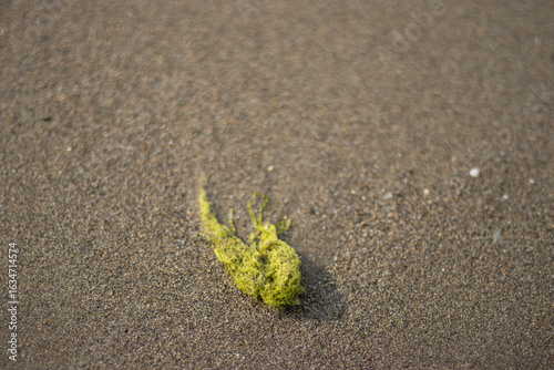 Cuadro en lienzo Small clump of bright green seaweed resting on fine brown sand, photographed with shallow depth of field