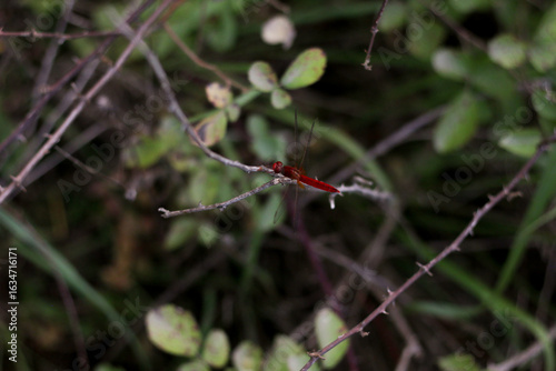 Принти на полотні Close photograph of a scarlet dragonfly perched on a thin twig above leafy undergrowth