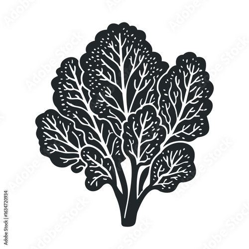 Monochrome botanical illustration of kale leaves with intricate detailing