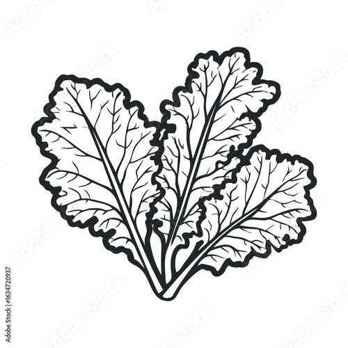 Black and white kale leaves illustration on white background