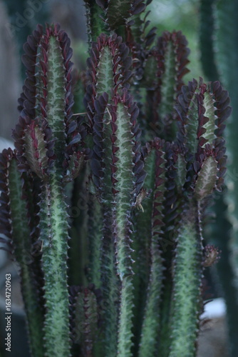 Quadro su tela Close portrait of a columnar Euphorbia apex showing young segments swelling between crenate purple rims