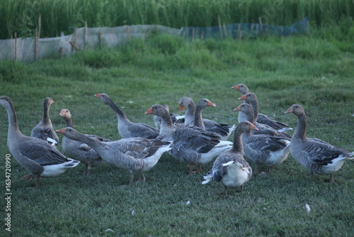 Cuadro en lienzo Small band of gray‑and‑white domestic geese pauses on cropped pasture at the edge of irrigated fields at blue hour