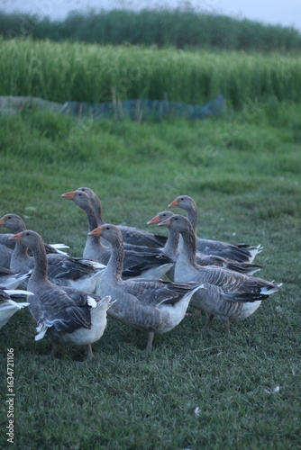 Fotografía Small band of gray‑and‑white domestic geese pauses on cropped pasture at the edge of irrigated fields at blue hour