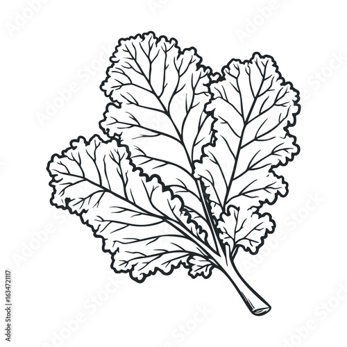 Detailed black and white illustration of kale leaf with intricate veins