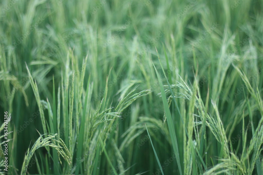 Obraz premium Close view of green cereal grass heads with thin leaves and emerging panicles, photographed in soft light. Delicate blades bend gently, indicating a light breeze across the field. The image focuses