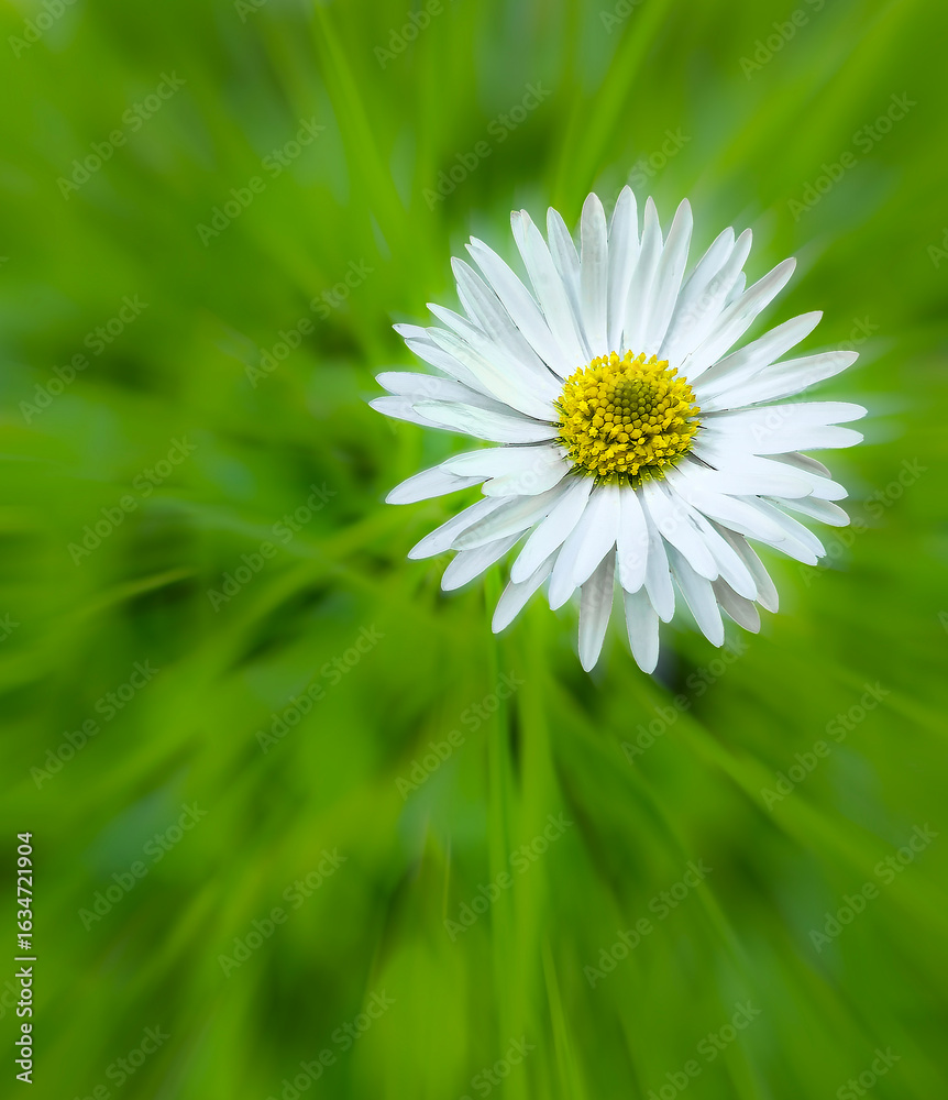 Fototapeta premium Single white daisy flower on a vibrant green blurred background. Minimalistic floral composition with copy space. Nature macro close-up.