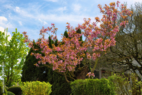 Pink blossoms on a tree
