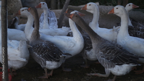 Cuadro en lienzo Group of domestic geese crowded near a low fence, photographed in soft evening light
