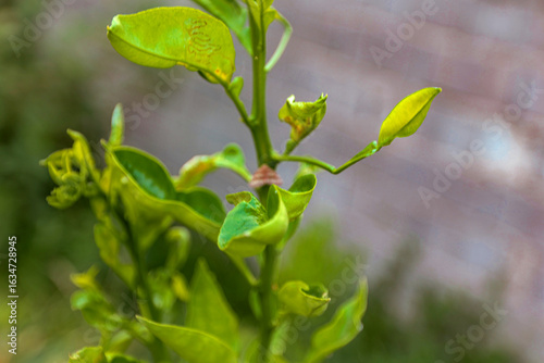 фотографія Young citrus plant showing curled and blemished leaves likely affected by leafminer or sap‑sucking insects, photographed against a muted brick wall