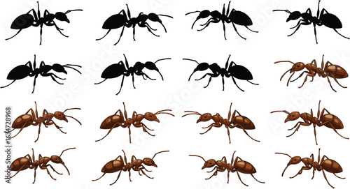 Ant illustration grid, silhouette and colored styles, insect species comparison, realistic and minimal design, entomology study, vector animal graphics