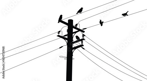 Silhouette of birds perched on electrical wires and utility pole, nature and infrastructure, peaceful wildlife scene, urban birds on power lines