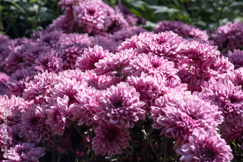 Beautiful blooming Chrysanthemums.